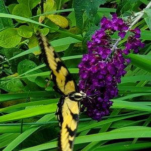 Meet your Posher, Ella